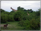 foto Parco nazionale del Chobe